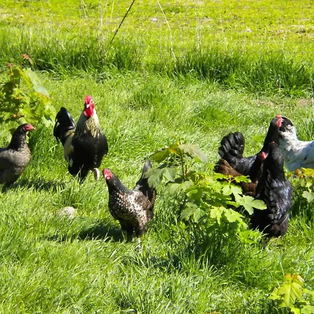 Bindesbolgard Farm Farm stay *