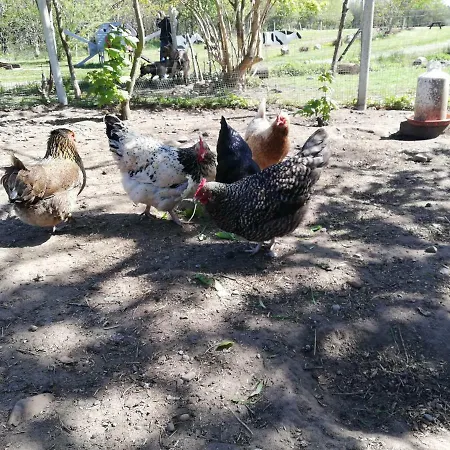 Bindesbolgard Farm Farm stay *